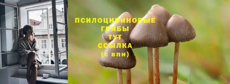 Псилоцибиновые грибы Cubensis Углегорск